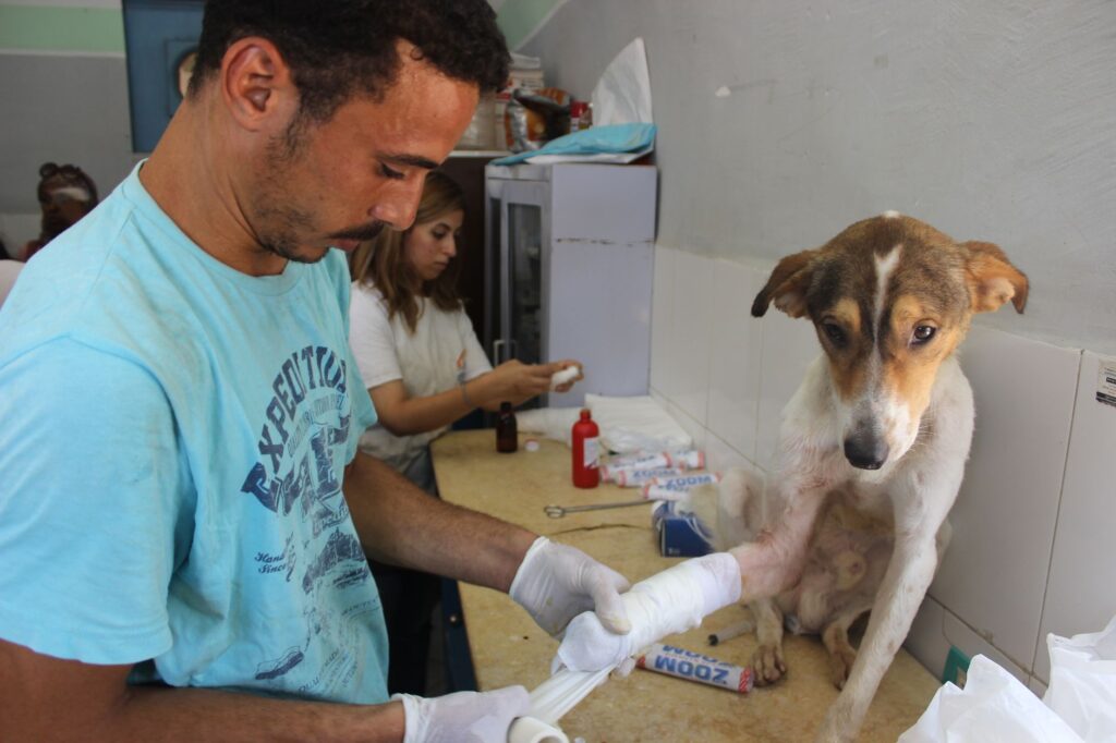 high alt in dogs liver disease toxins or early cancer