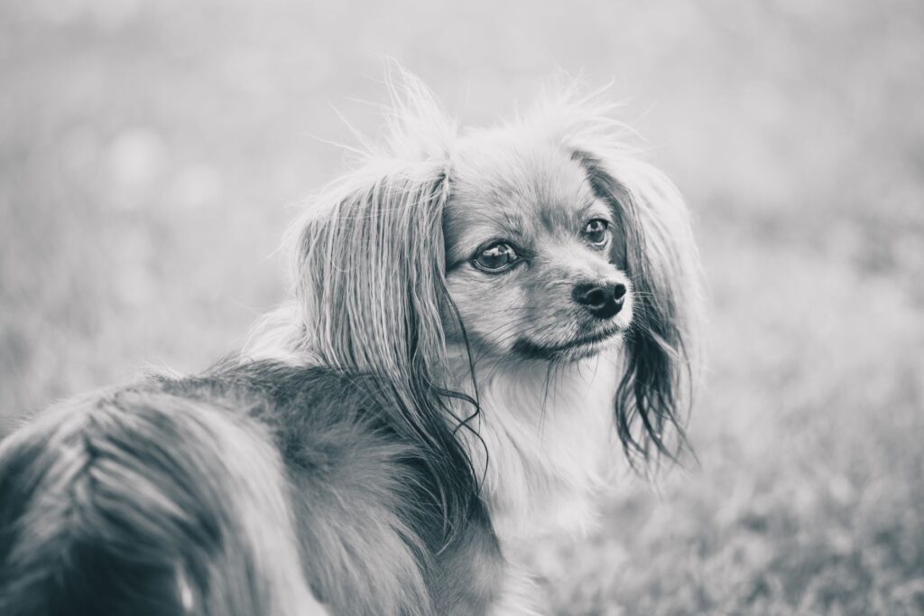 high alt in dogs when to worry and when not to