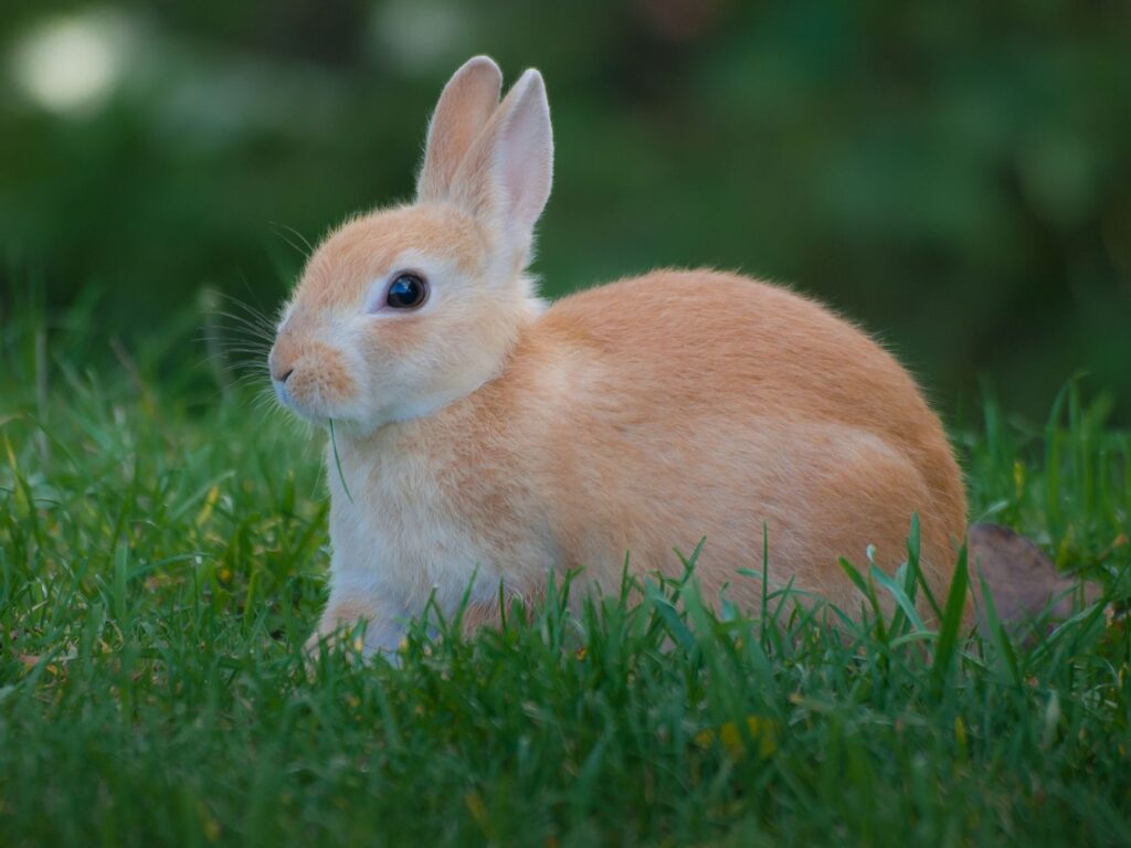 high alt in rabbits hepatic lipidosis causes and diagnosis