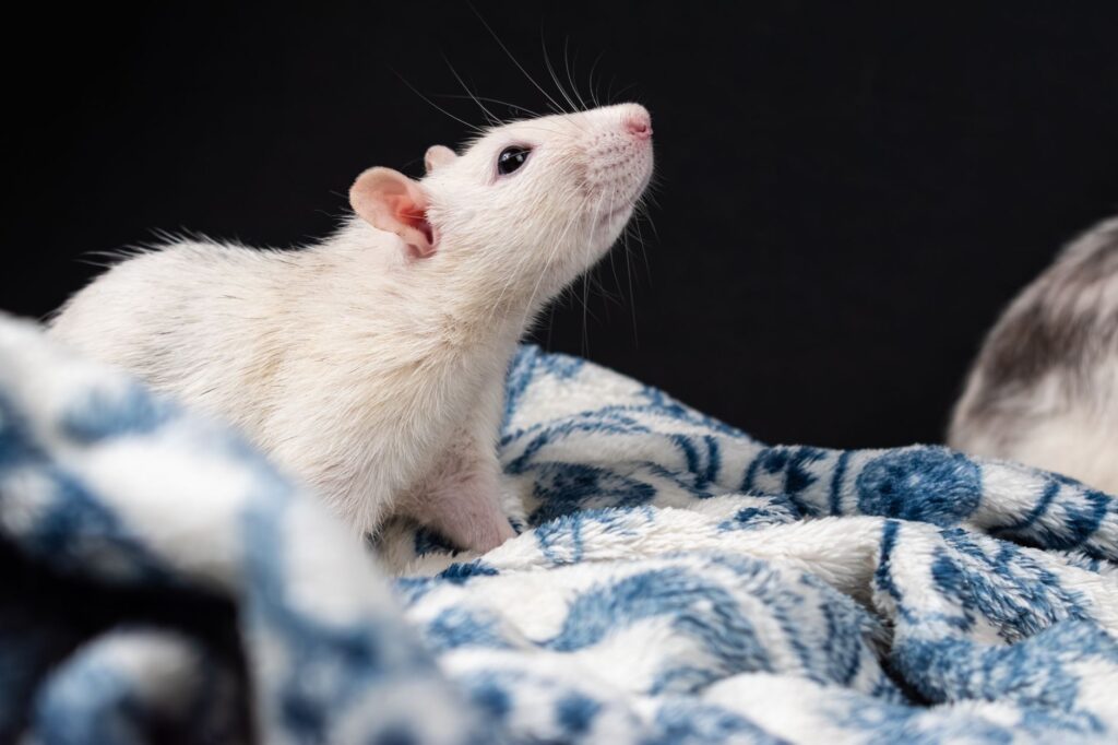 high alt in rats liver damage from diet or disease