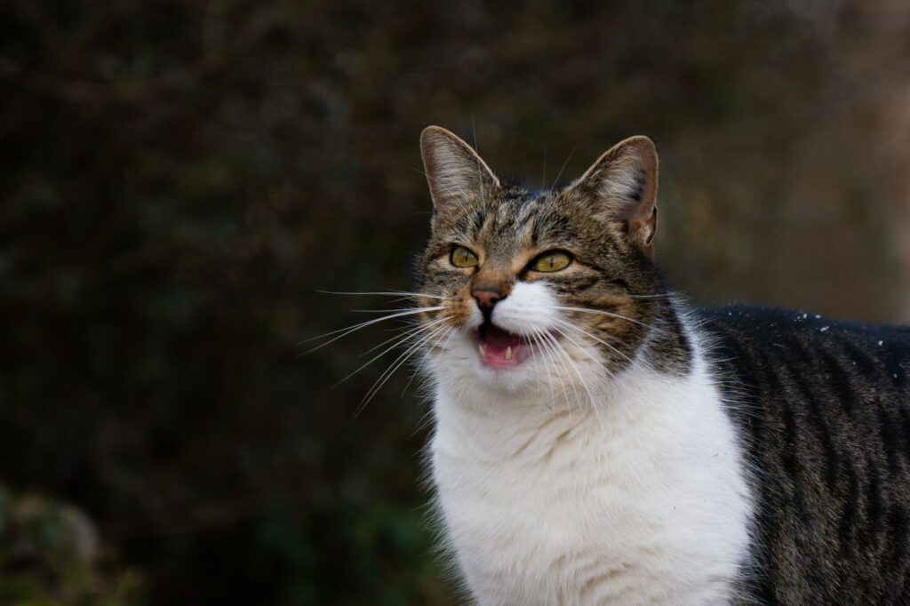 high amylase in cats pancreatic issues explained