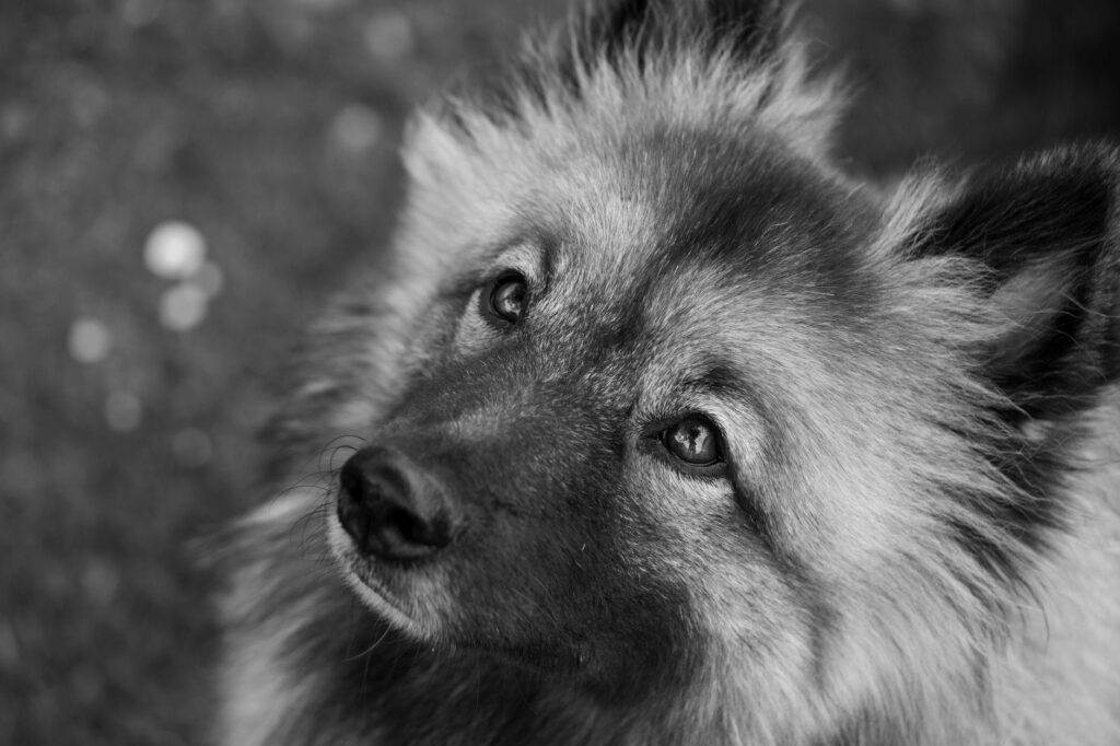 high amylase in dogs causes diagnosis and vet treatment