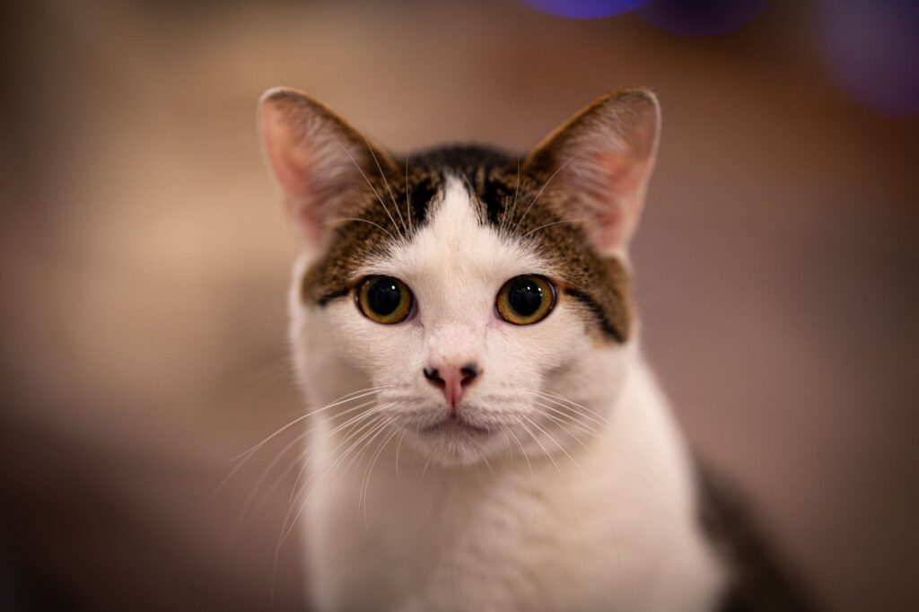 high ast in cats causes diagnosis and vet treatment