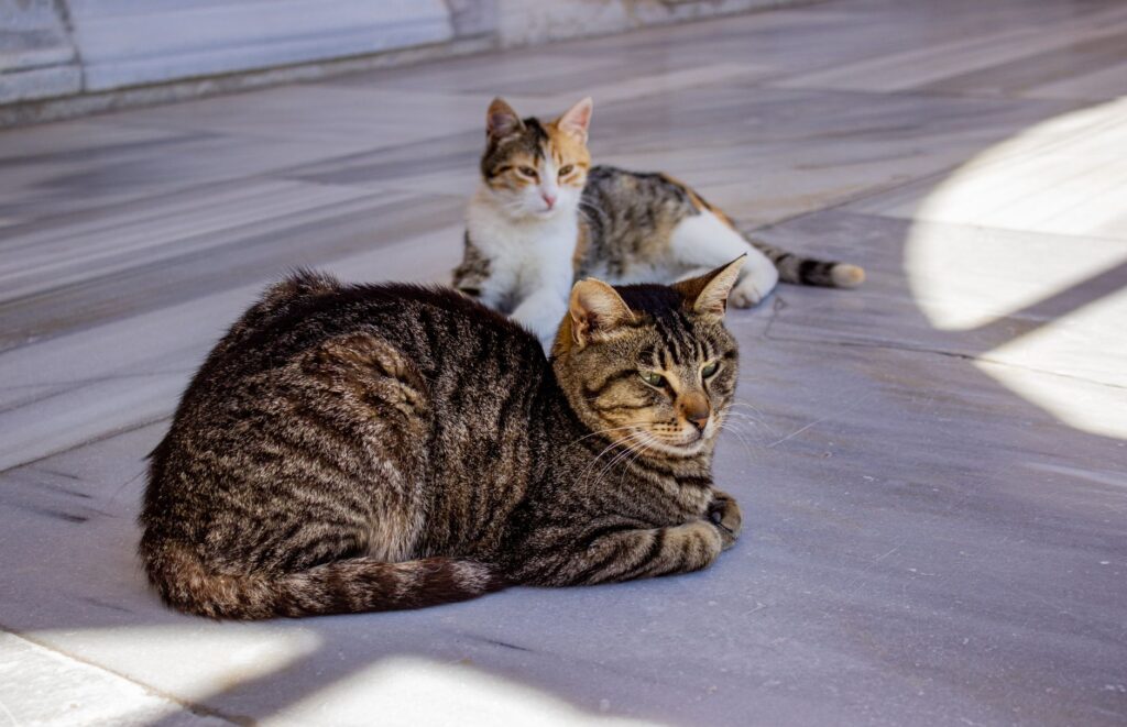 high ast in cats when to worry and when not to
