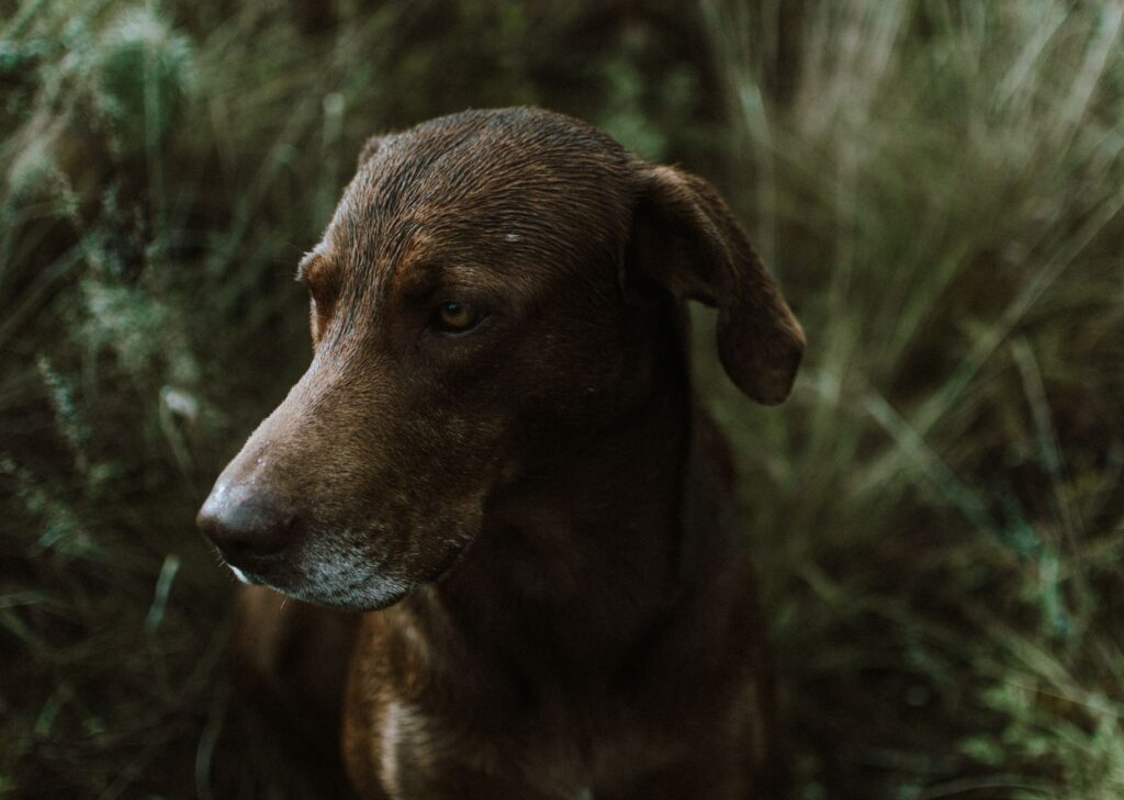 high ast in dogs causes diagnosis and vet treatment