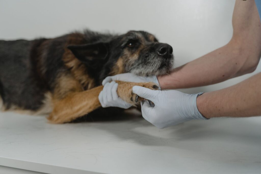 high ast in dogs muscle vs liver elevation interpretation