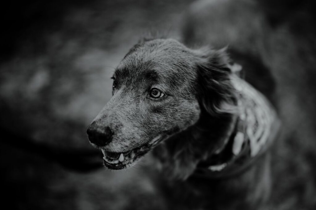 high bilirubin and high alt in dogs what the pattern means