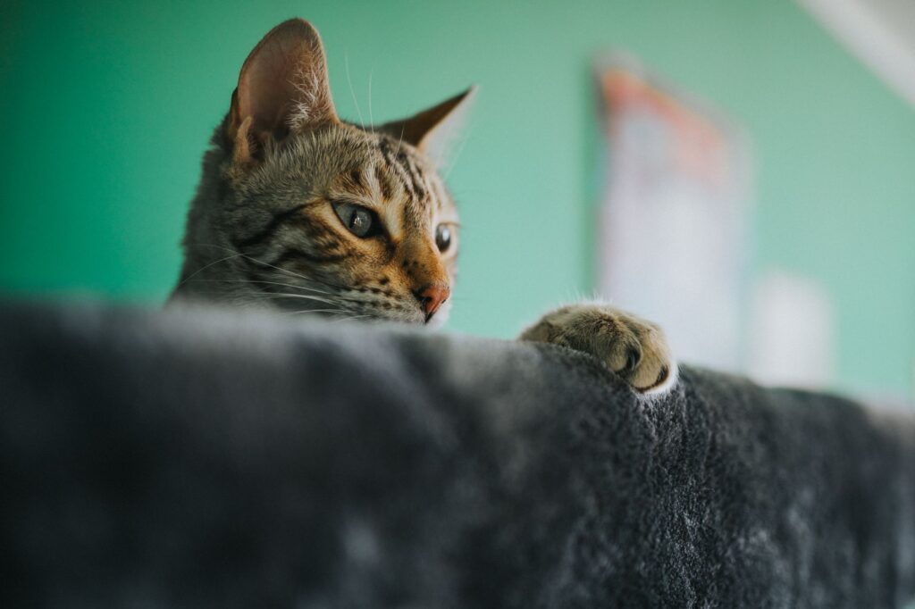 high bilirubin in cats jaundice causes and immediate workup