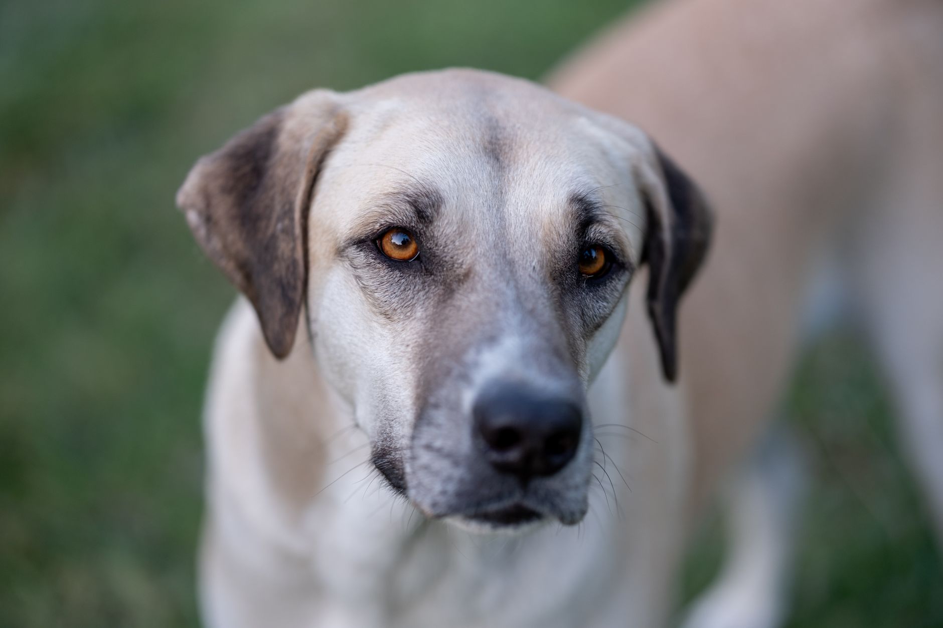 Veterinary care for a dog