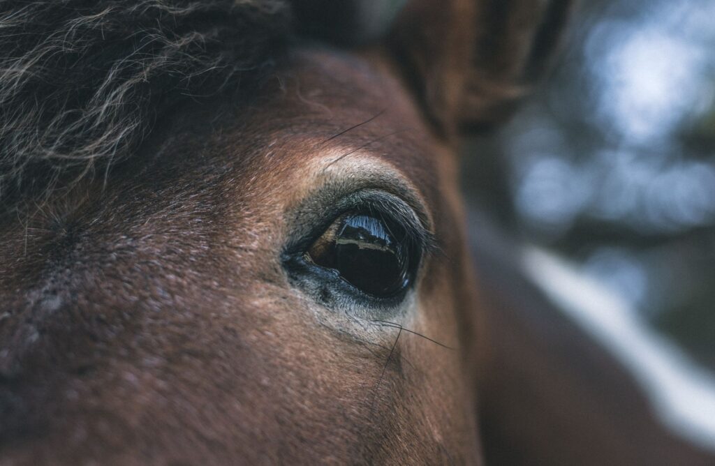 high bilirubin in horses fasting effect vs true hepatic disease