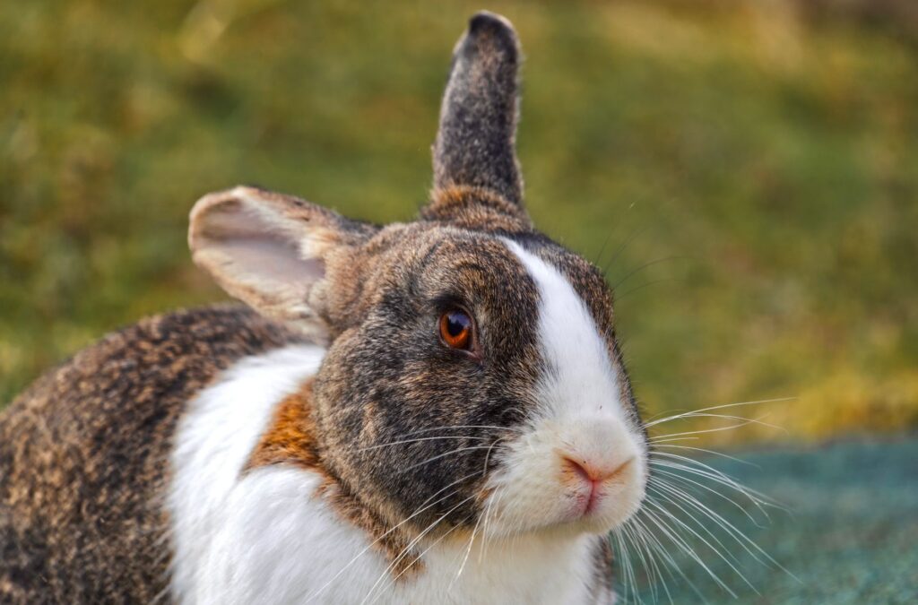 High Bilirubin in Rabbits – Liver or Bile Duct Disease?