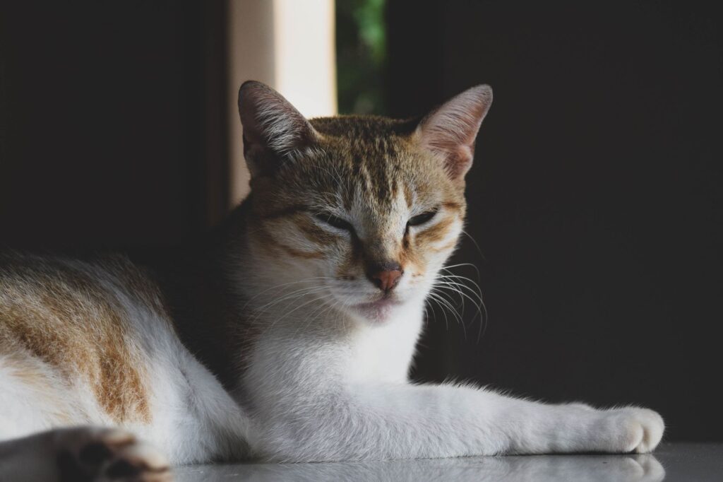 high bun in cats causes diagnosis and vet treatment