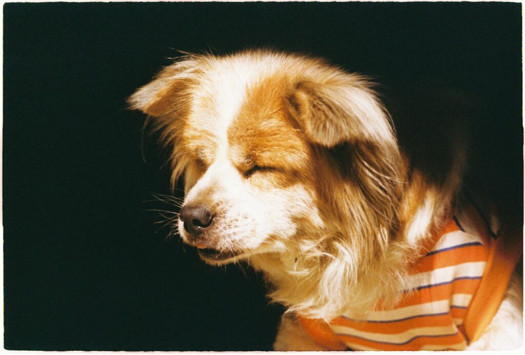 high bun in dogs causes diagnosis and vet treatment