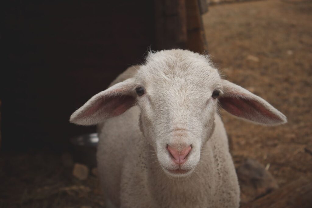 High BUN in Sheep – Protein Intake or Kidney Disease?
