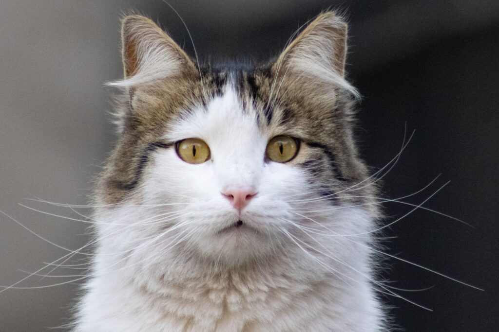 high calcium and low phosphorus in cats what the pattern means