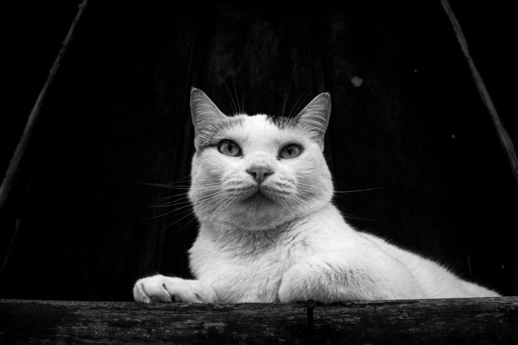 high calcium in cats causes diagnosis and vet treatment