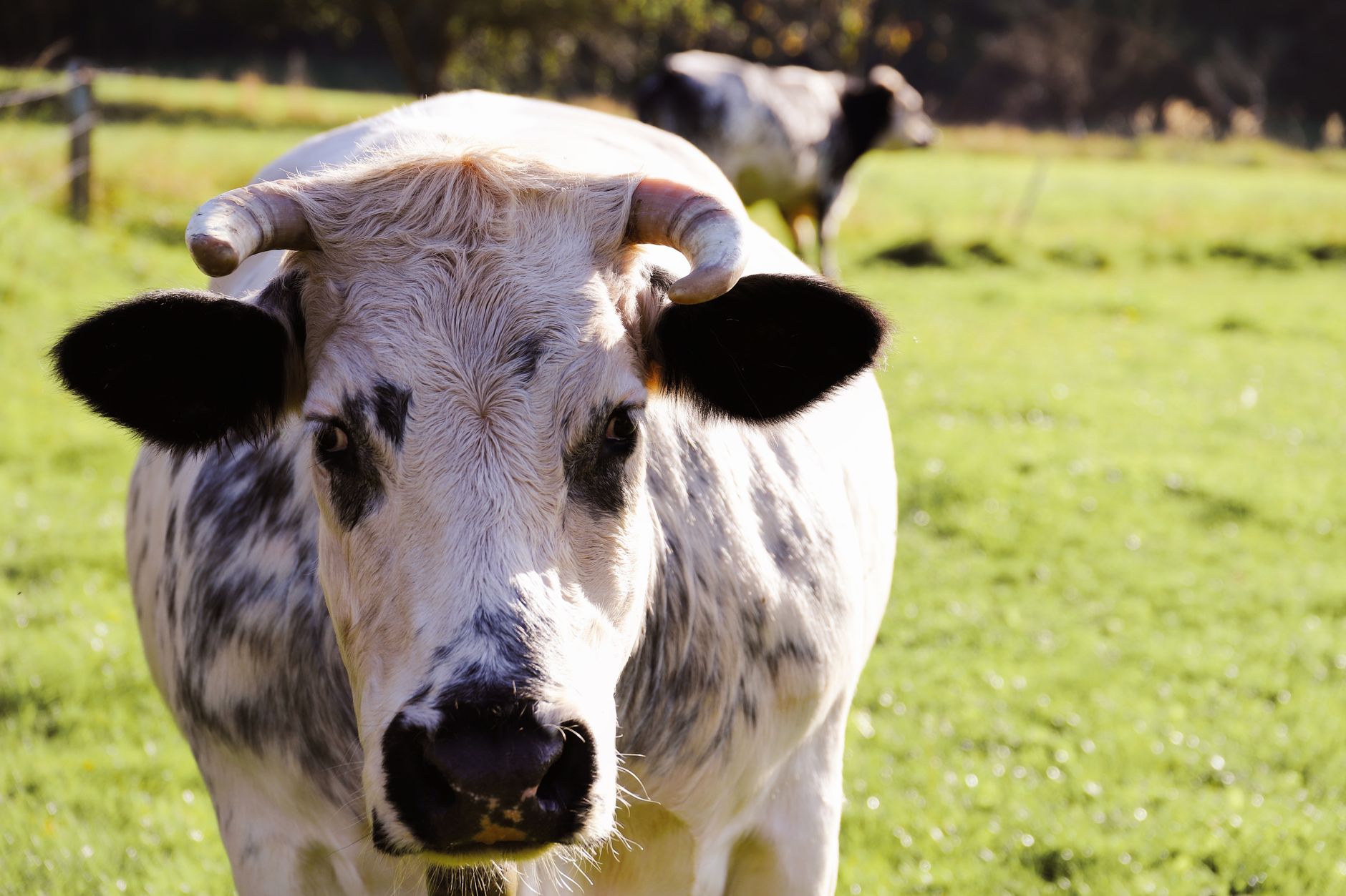Veterinary care for a cow