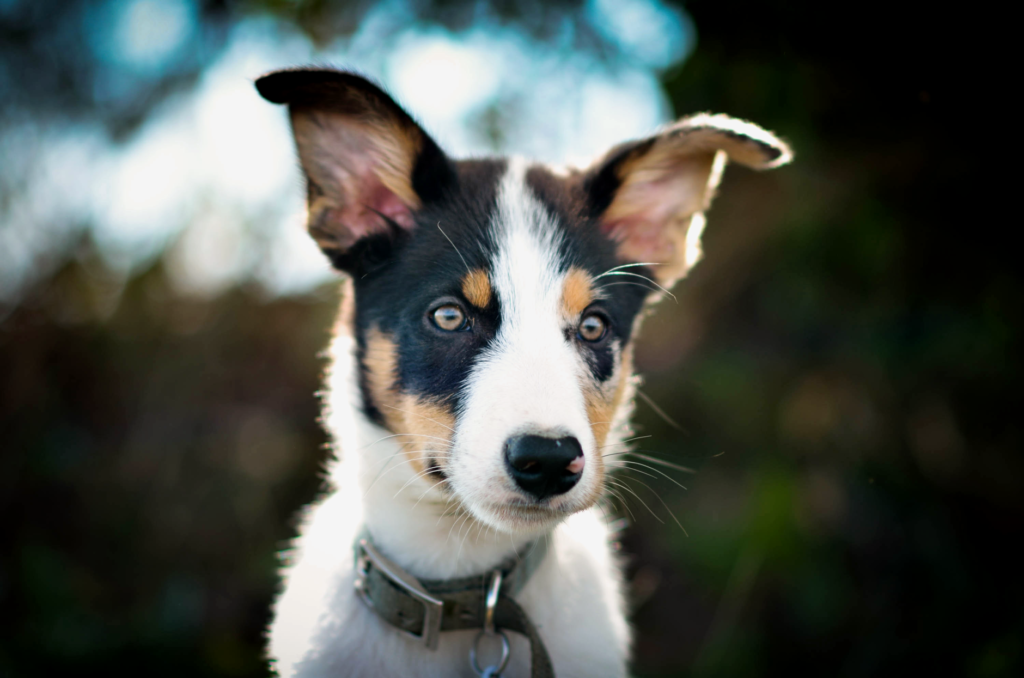 high calcium in dogs causes diagnosis and vet treatment