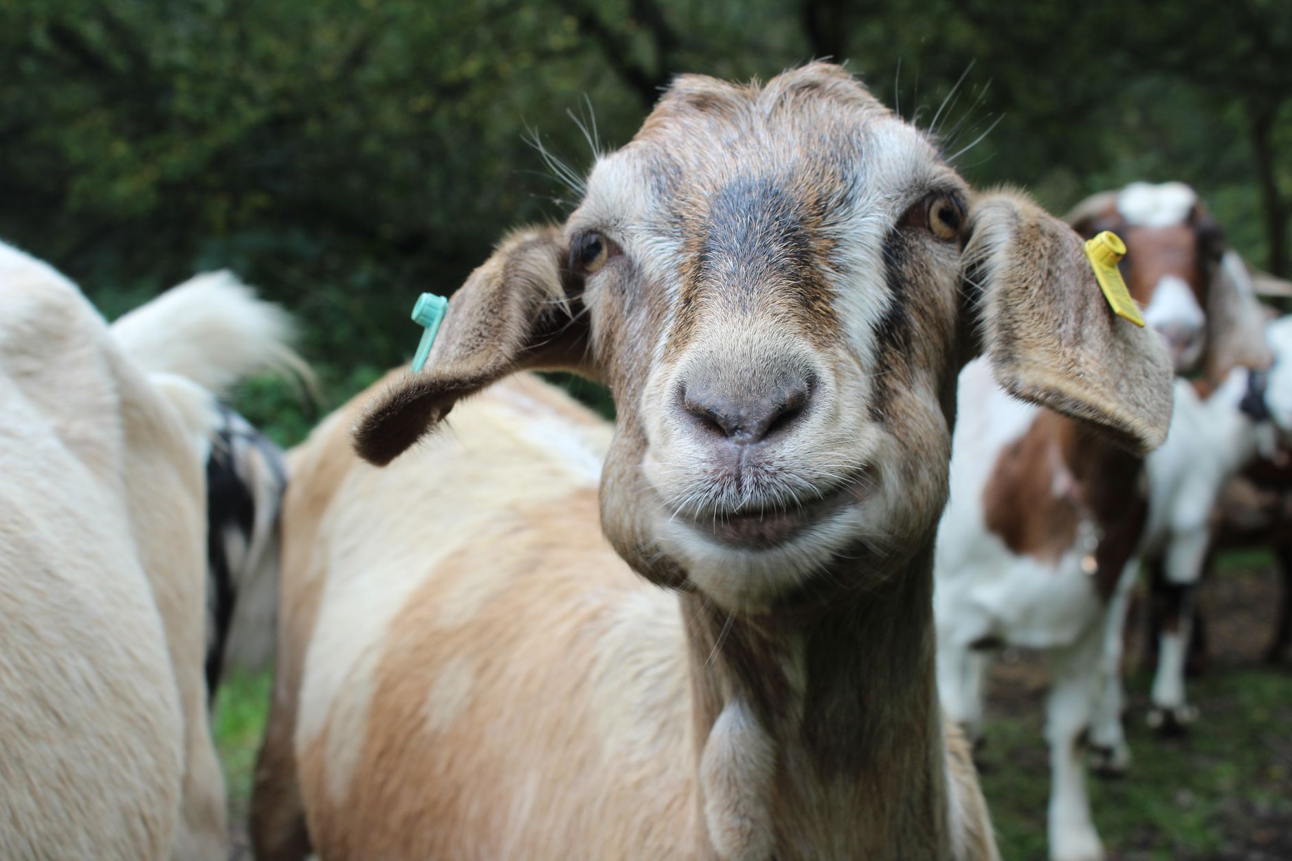 Veterinary care for a goat