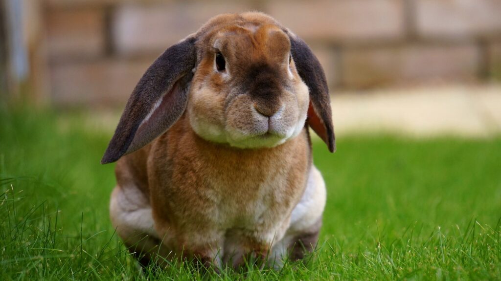 high calcium in rabbits hypercalciuria blood markers