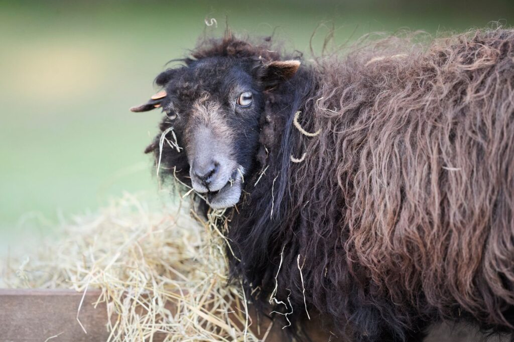 high calcium in sheep hypercalcemia causes in small ruminants