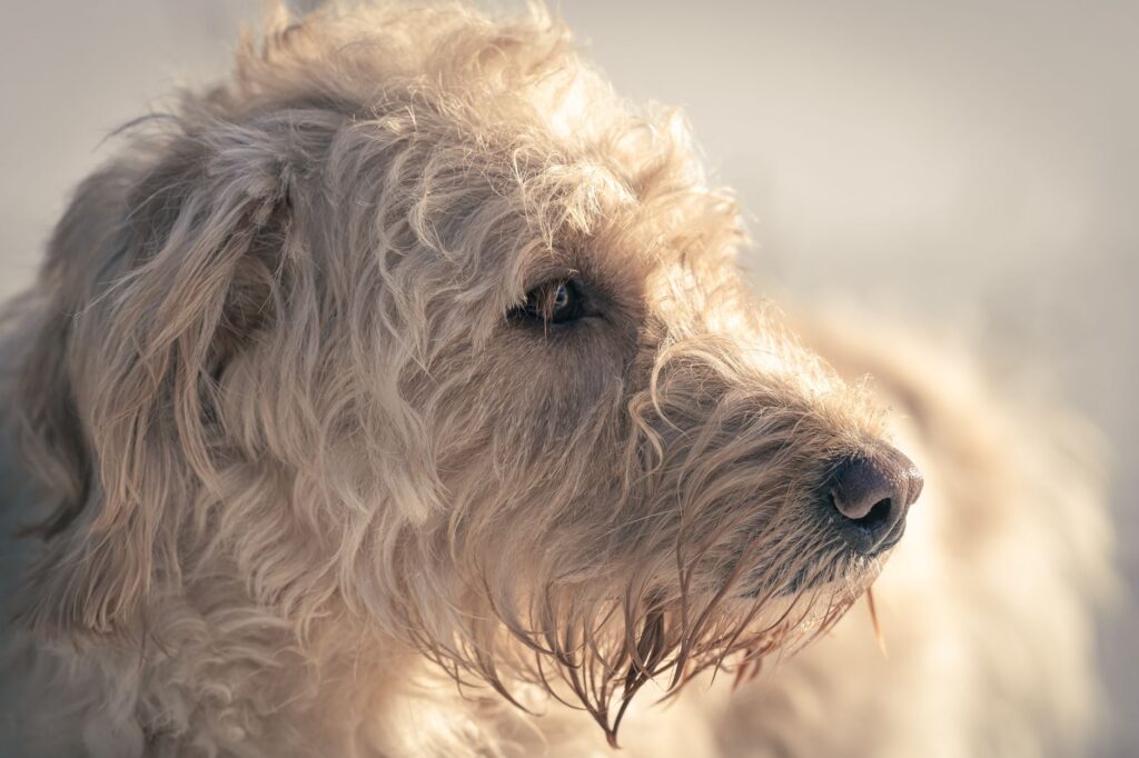 high cortisol in dogs cushings disease vs stress response