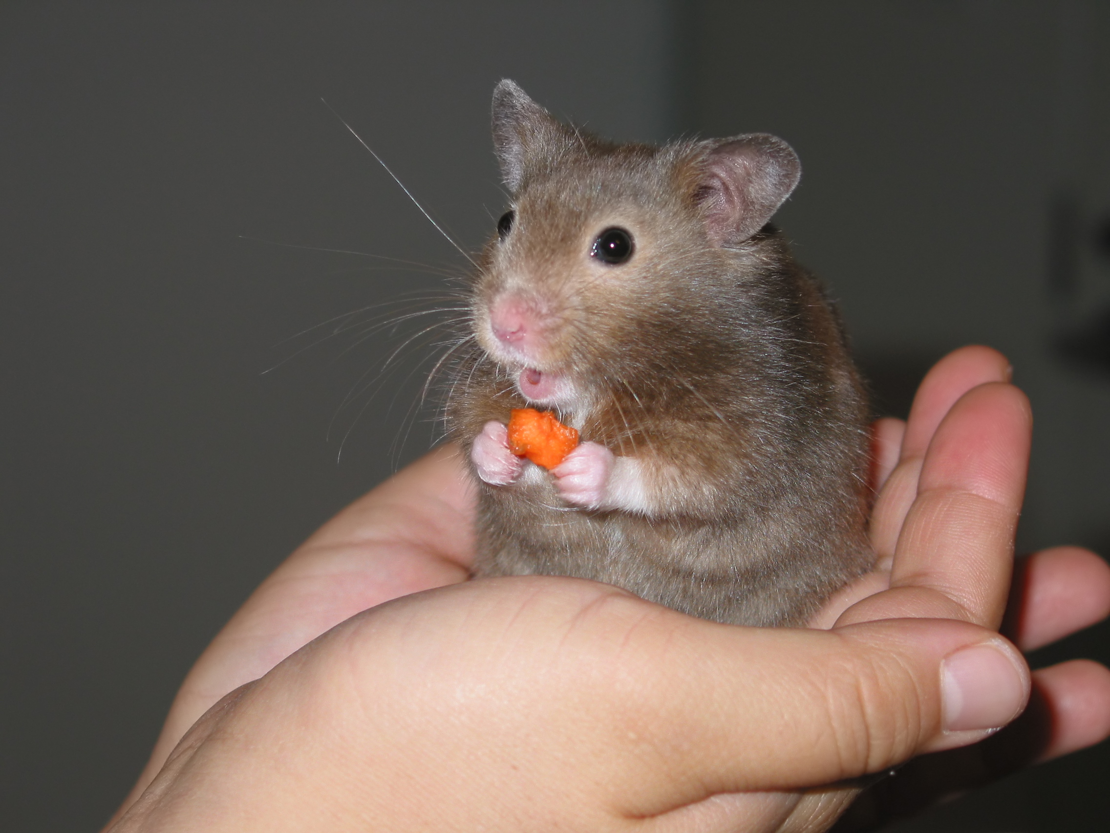 Portrait of a hamster at a veterinary clinic