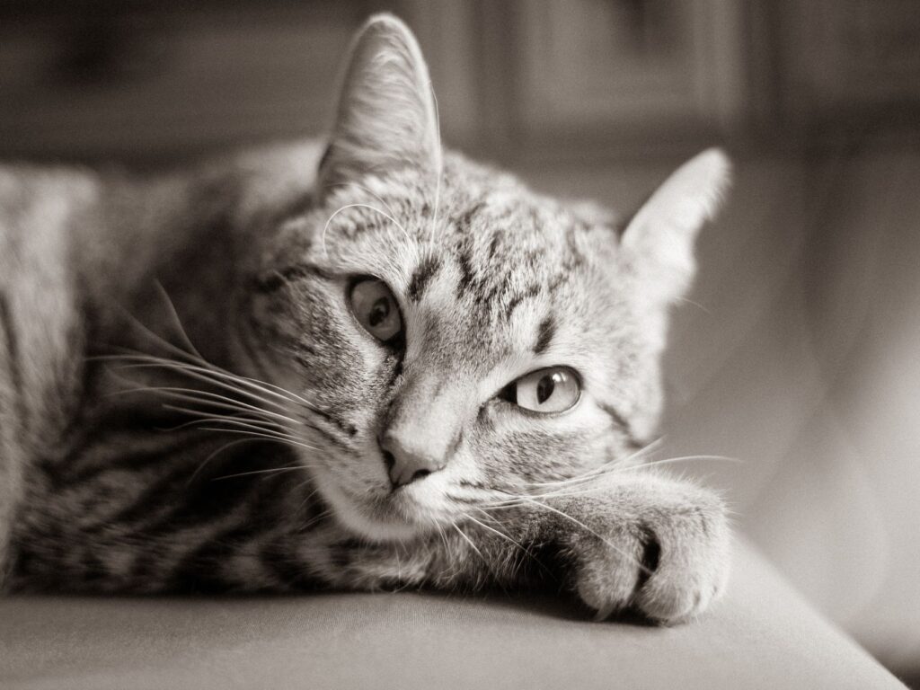high creatinine in cats causes diagnosis and vet treatment