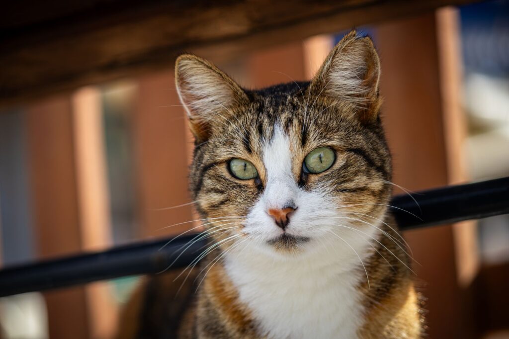 high creatinine in cats long term outlook