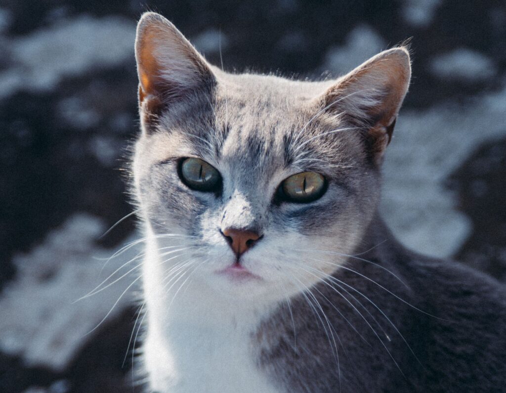 high creatinine in cats what tests come next