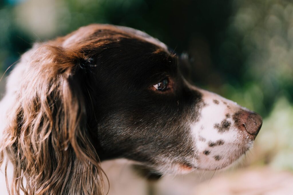 high creatinine in dogs causes diagnosis and vet treatment