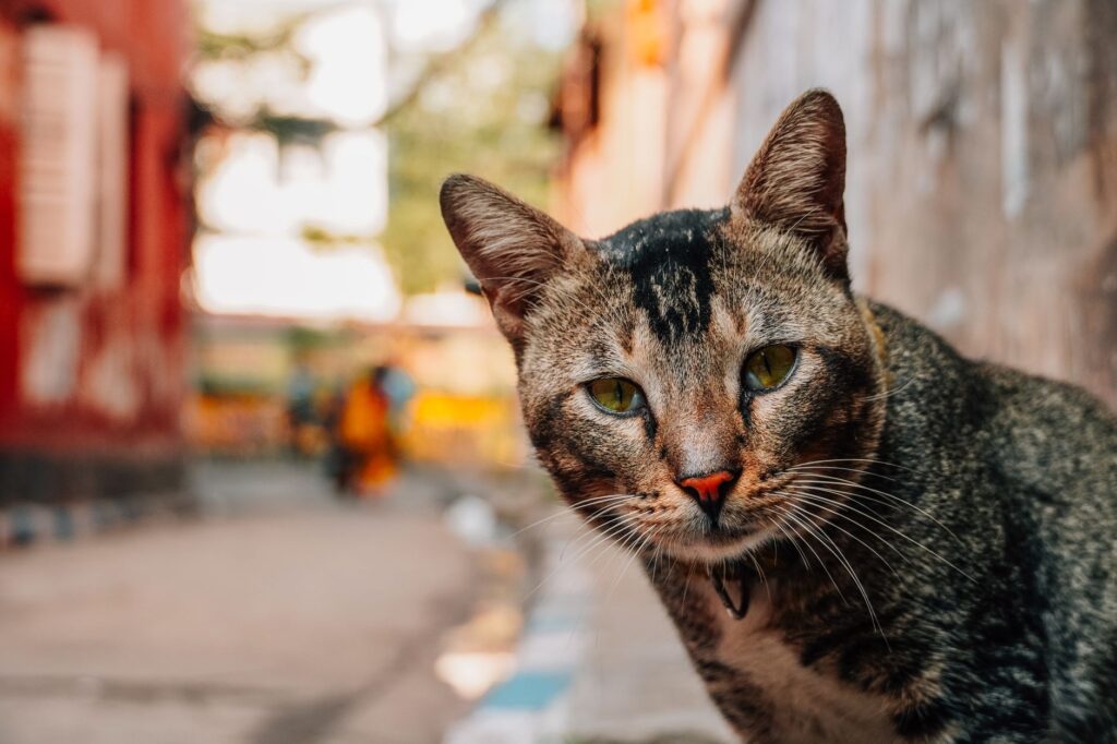 high fibrinogen in cats infection or chronic illness