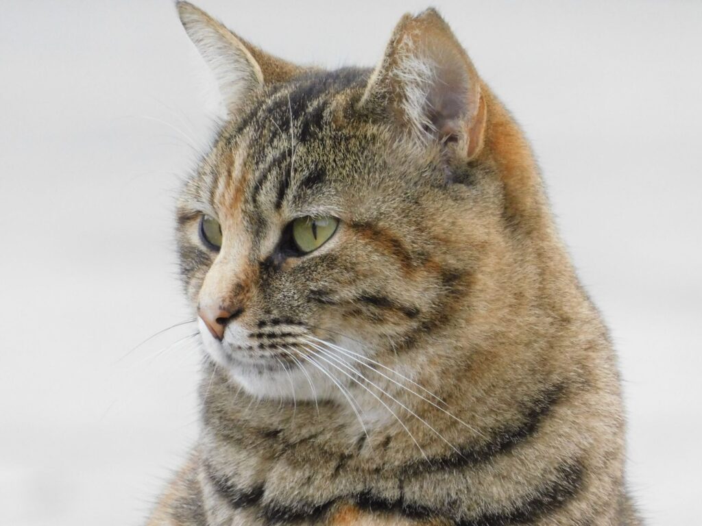 high fibrinogen in cats infection or inflammation