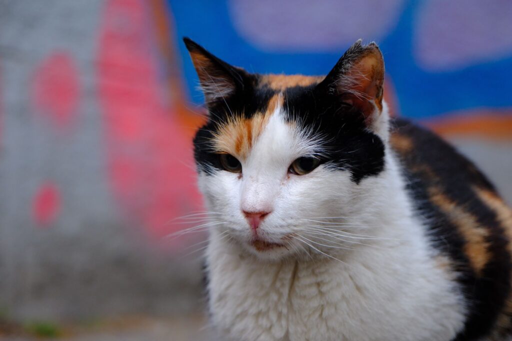 high fibrinogen in cats systemic inflammation markers