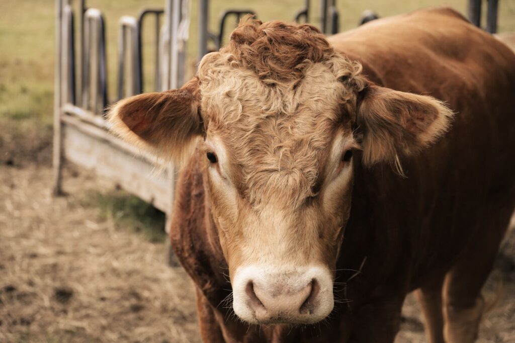 High Fibrinogen in Cattle – Mastitis and Systemic Infection