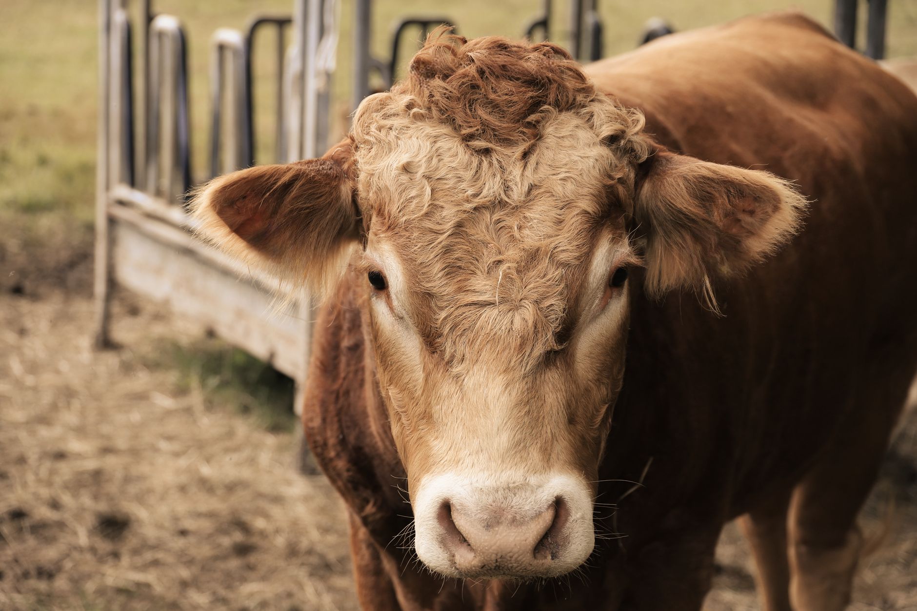 Veterinary care for a cow