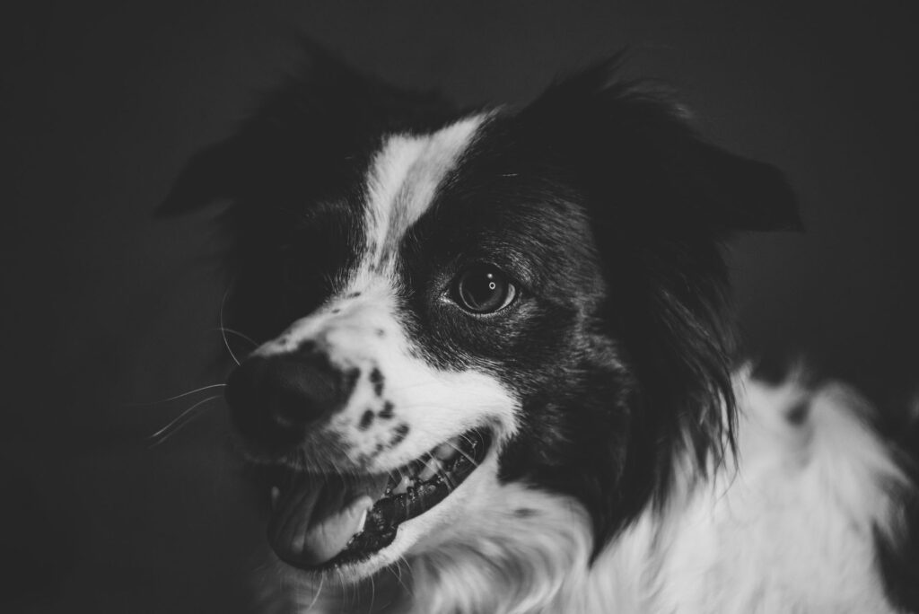 high fibrinogen in dogs inflammation markers explained