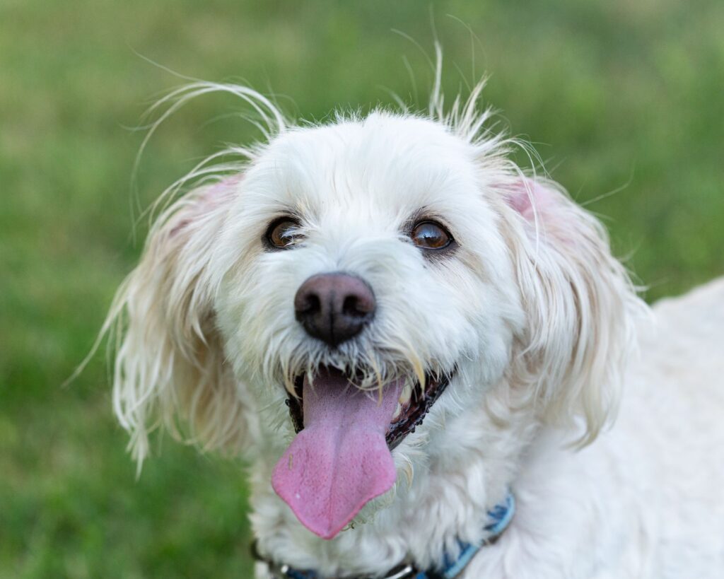 high fibrinogen in dogs silent inflammation or infection