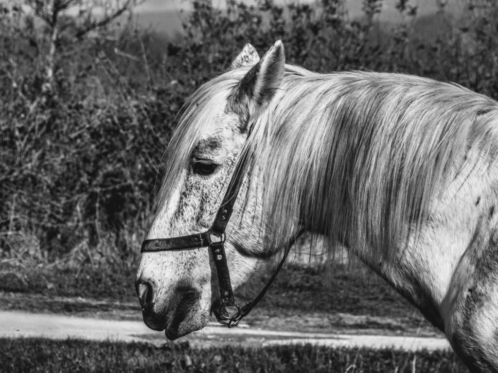 High Fibrinogen in Horses – Inflammation and Infection Signal