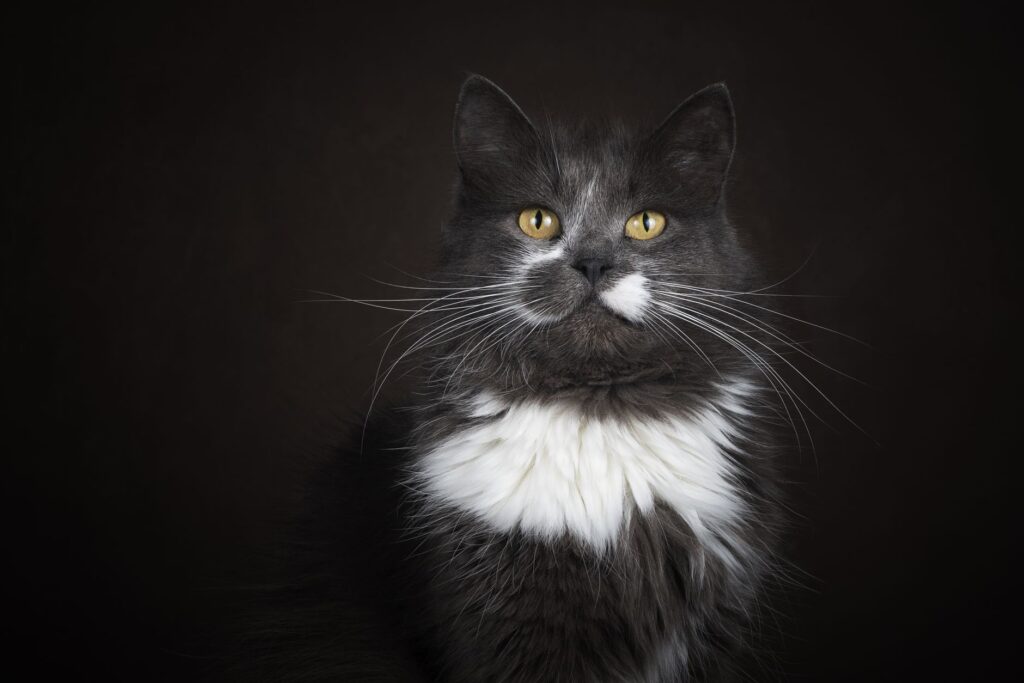 high ggt in cats when to worry and when not to