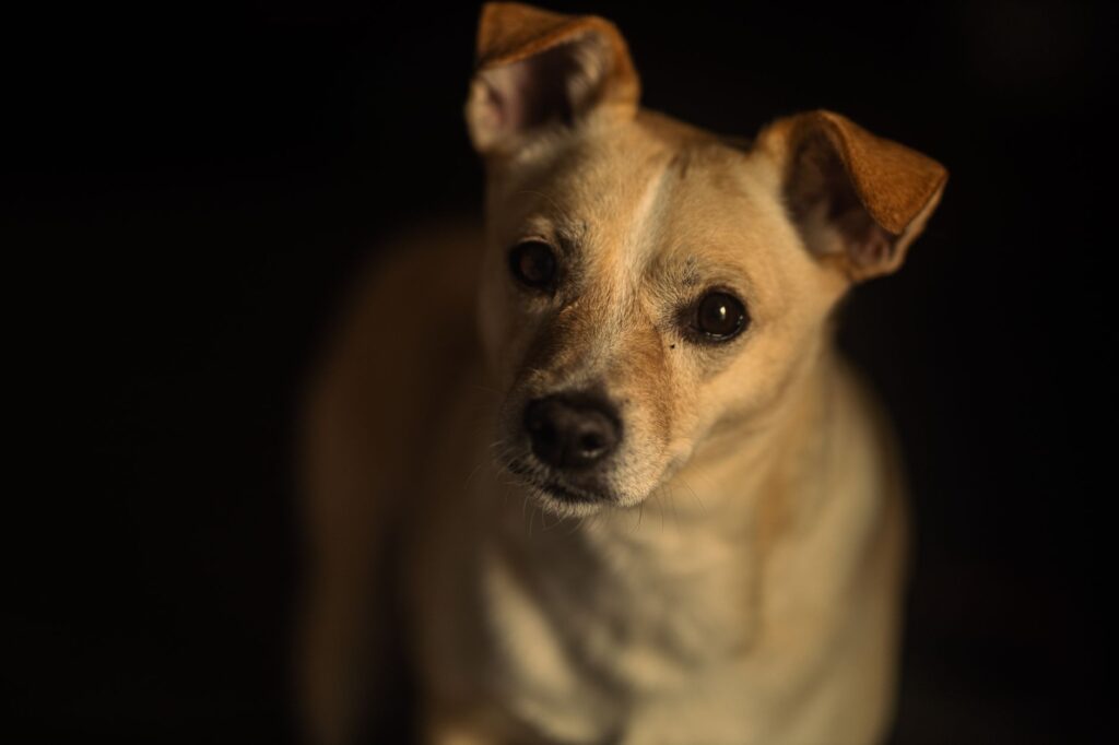 high ggt in dogs causes diagnosis and vet treatment