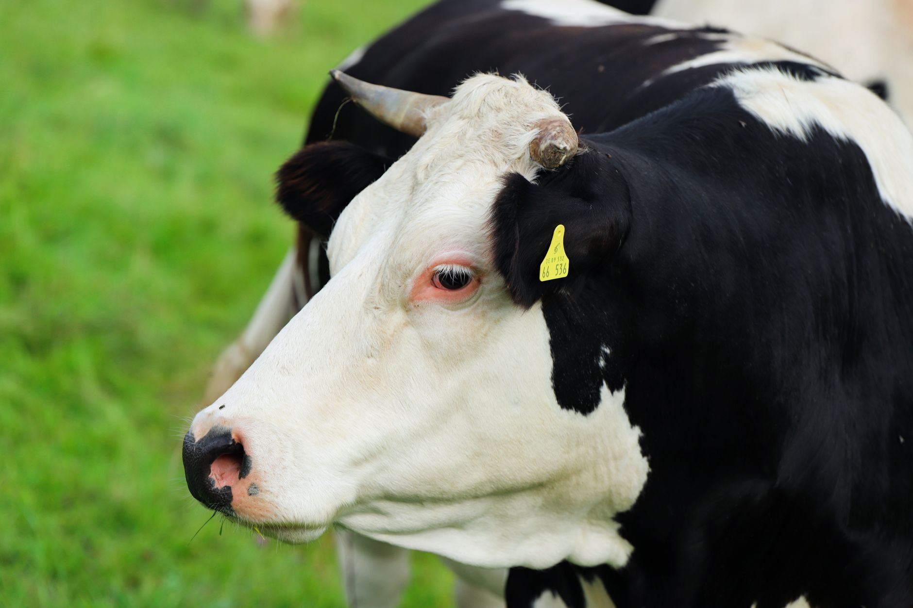 Veterinary care for a cow