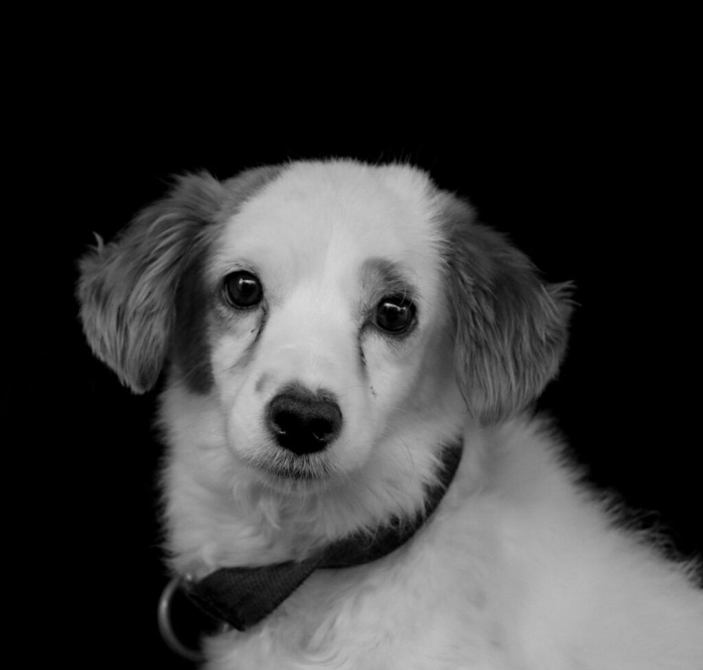 high glucose in dogs causes diagnosis and vet treatment