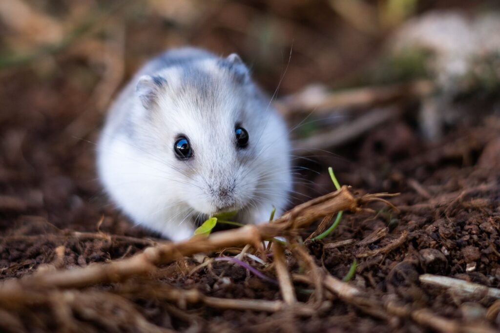 high glucose in hamsters diabetes or stress hyperglycemia