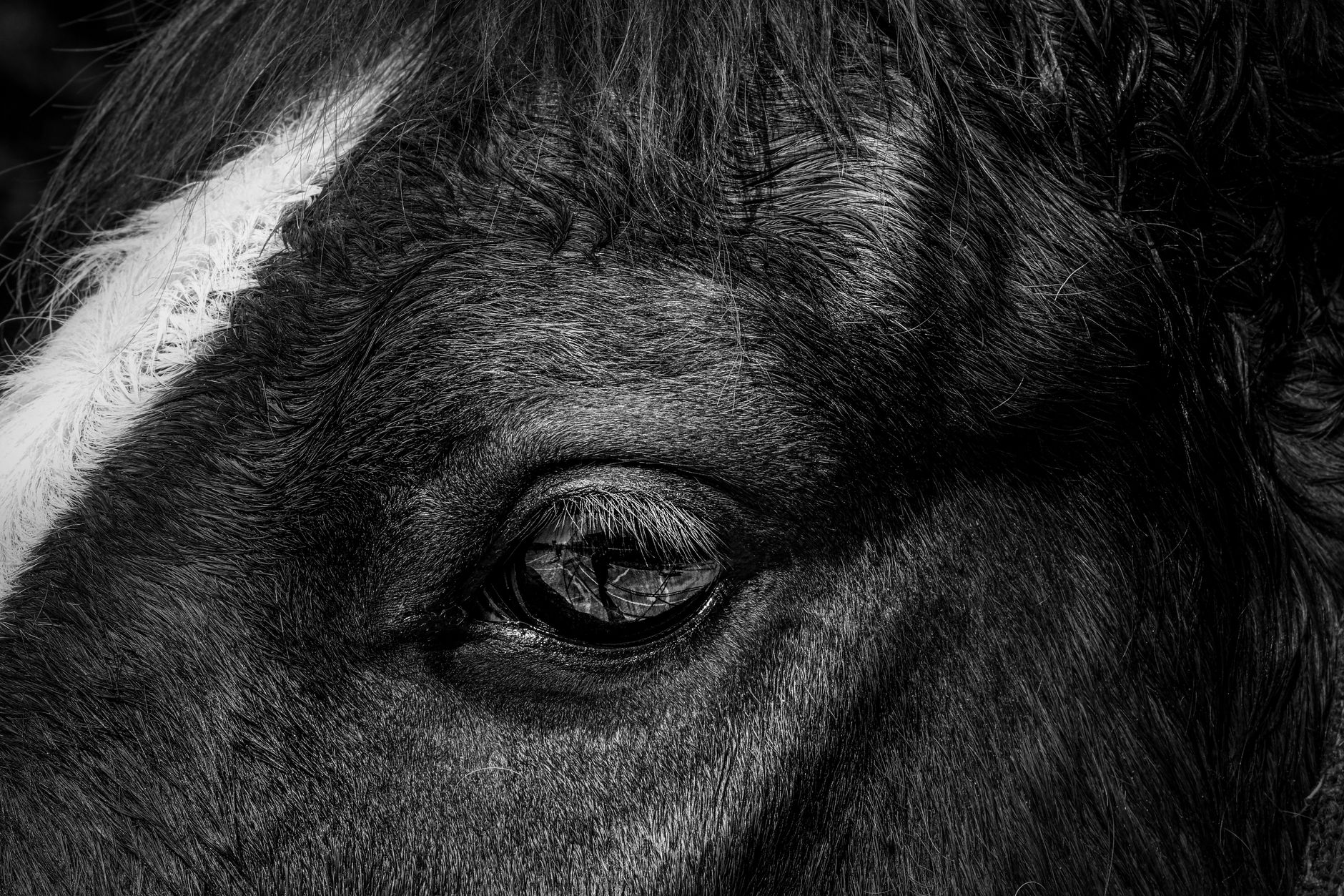 Veterinary care for a horse