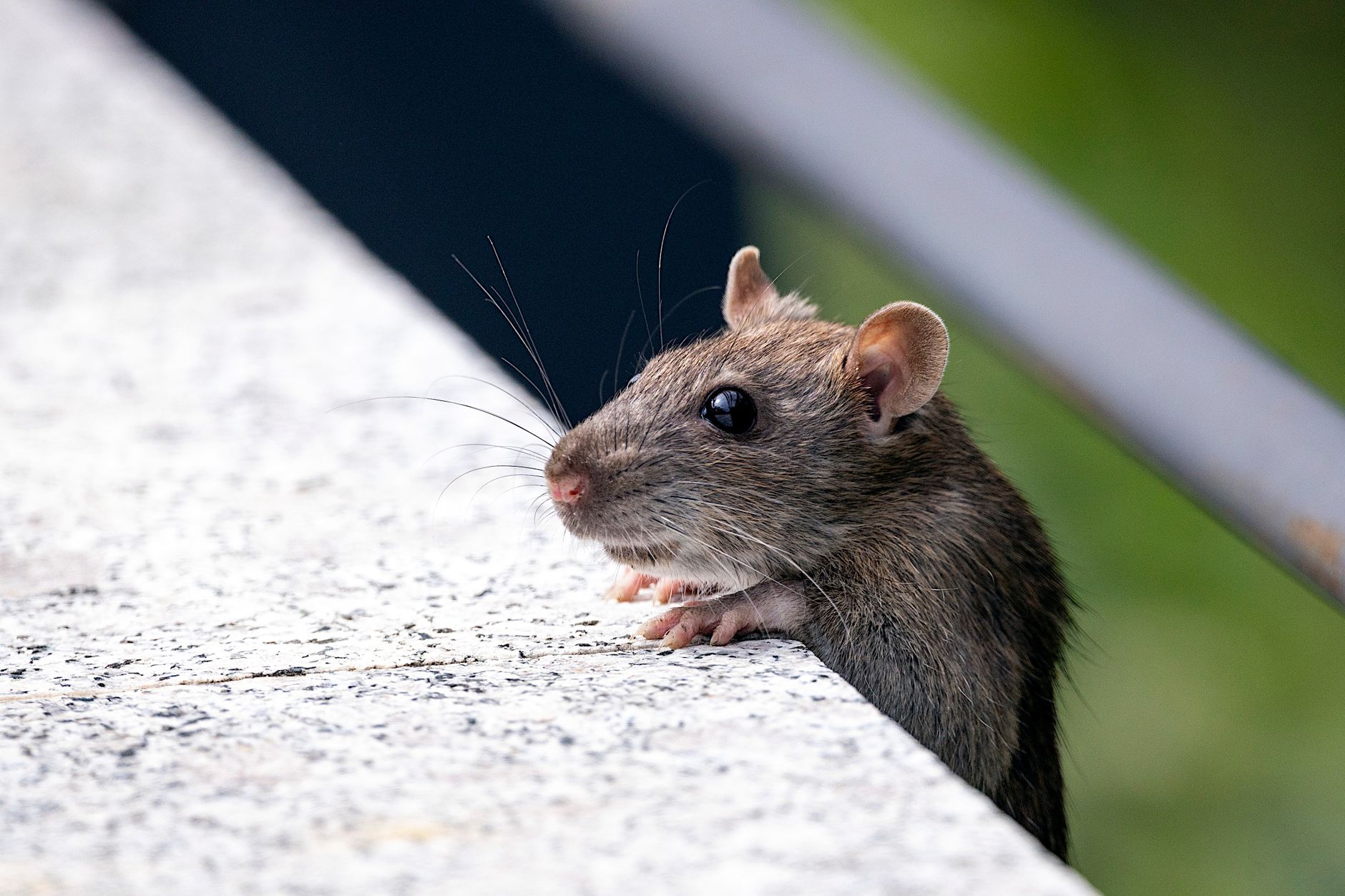 Veterinary care for a mouse
