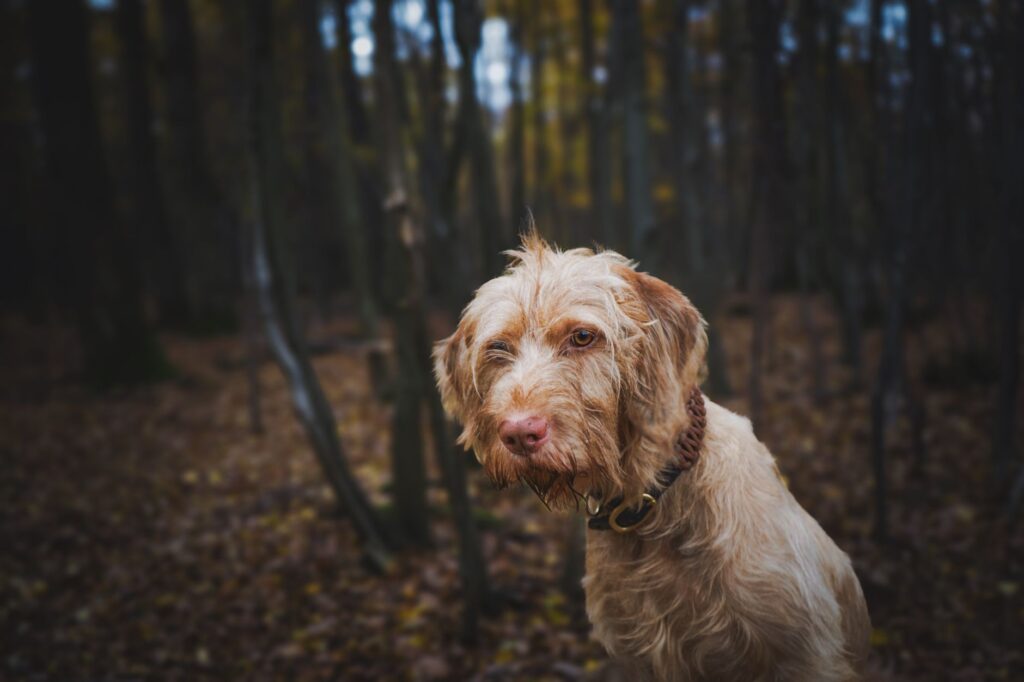 high glucose in senior dogs what it means