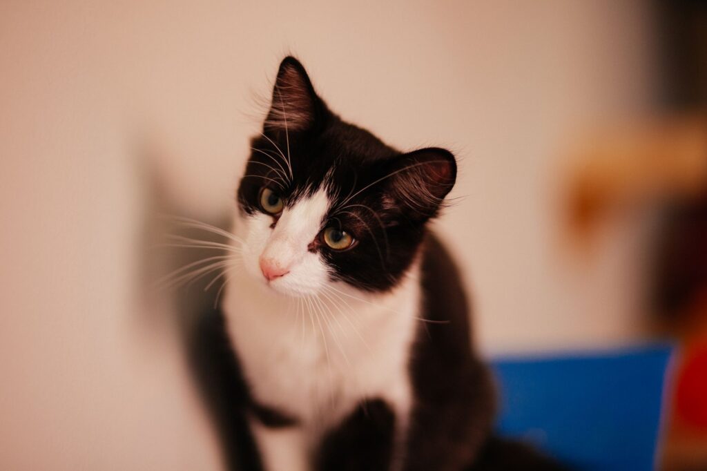 High Hematocrit in Cats - Causes, Diagnosis and Vet Treatment
