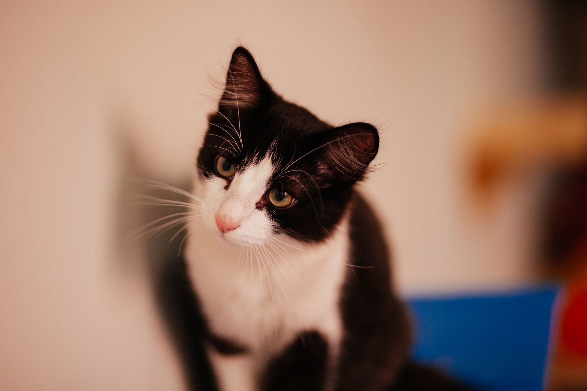 Veterinary care for a cat