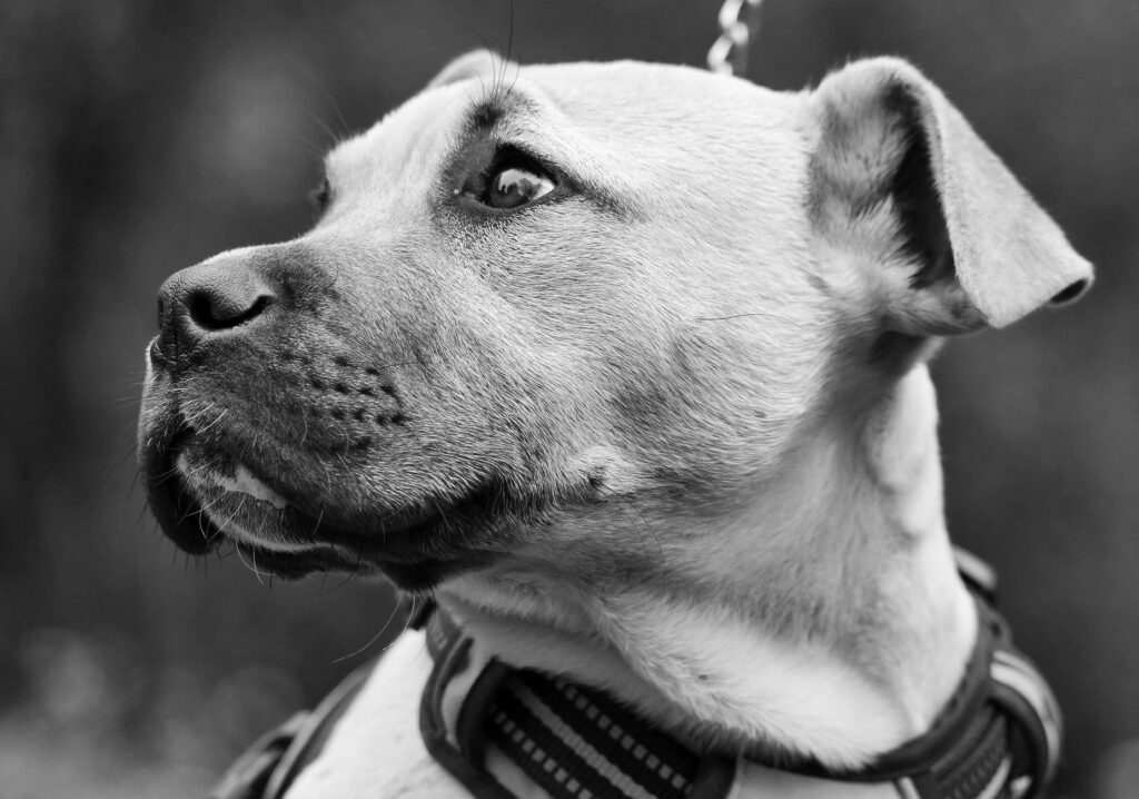 high lactate in dogs shock and tissue hypoxia markers